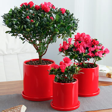 杜鵑花盆栽年花室內(nèi)客廳辦公室桌面綠植真花陽臺四季開花